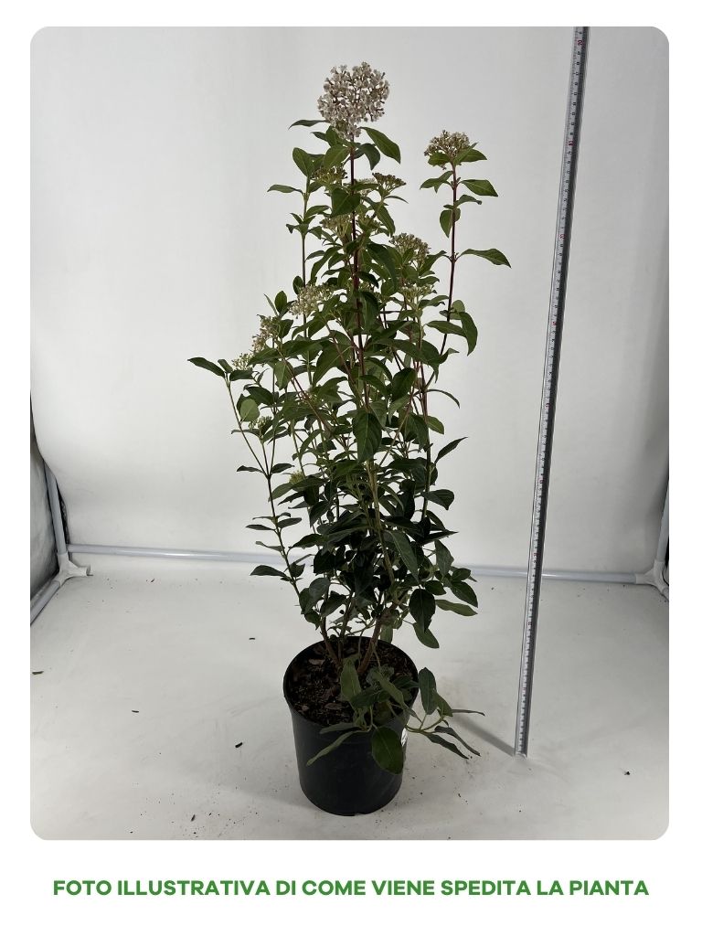VIBURNUM TINUS VASO 18CM