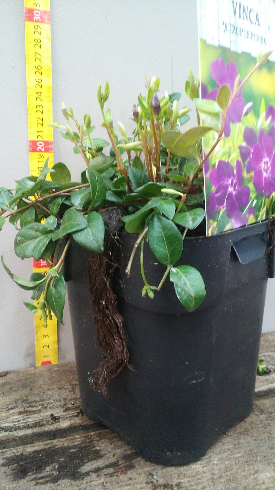 VINCA VIOLA ATROPURPUREA IN VASO 16CM
