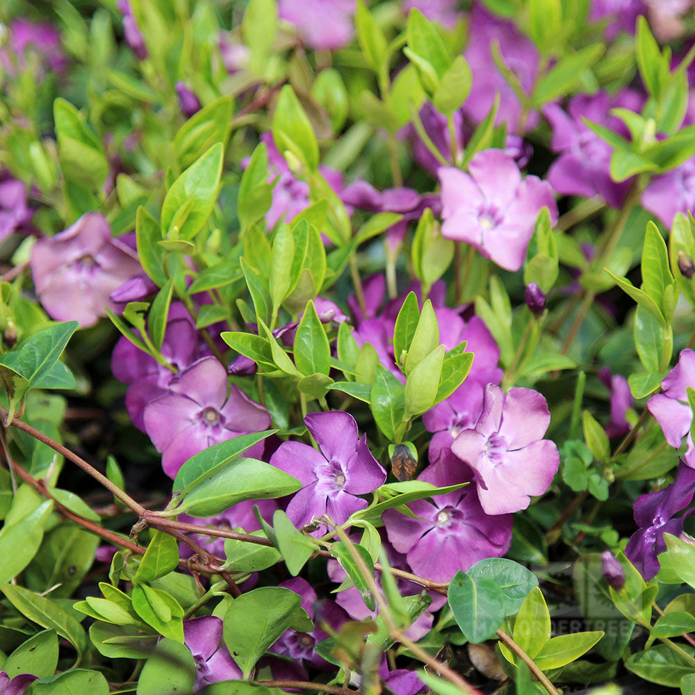 VINCA VIOLA ATROPURPUREA IN VASO 16CM