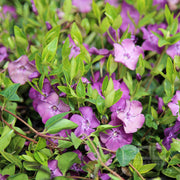 VINCA VIOLA ATROPURPUREA IN VASO 16CM