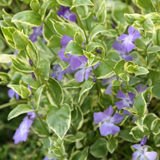 VINCA MAJOR VARIEGATA VASO 18CM