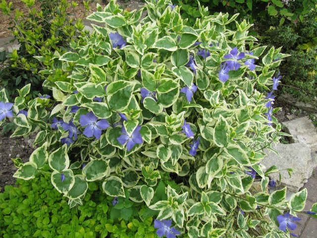VINCA MAJOR VARIEGATA VASO 18CM