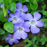 VINCA MINOR IN VASO 16CM