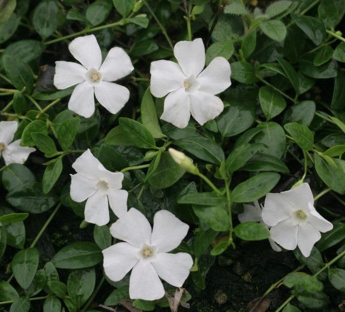 VINCA MINOR BIANCA VASO 13CM