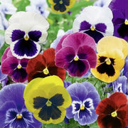 VIOLE IN COLORI ASSORTITI IN CIOTOLA 27CM