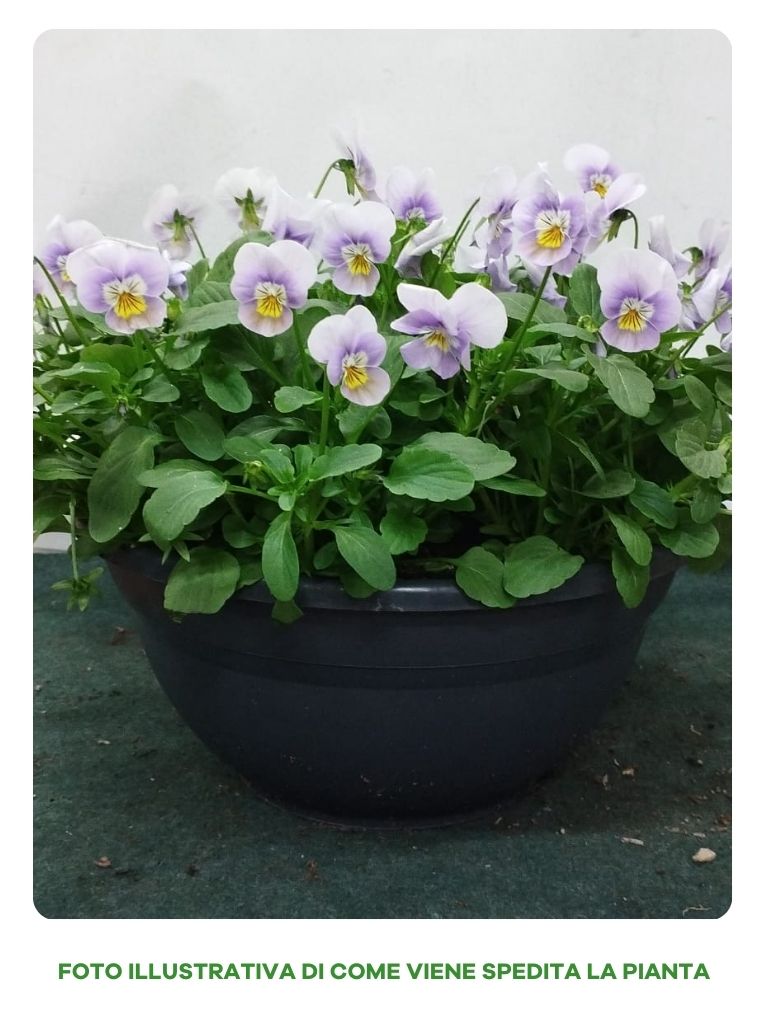 VIOLE IN COLORI ASSORTITI IN CIOTOLA 27CM