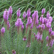 LIATRIS SPICATA FLORISTAN VIOLET VASO 18CM