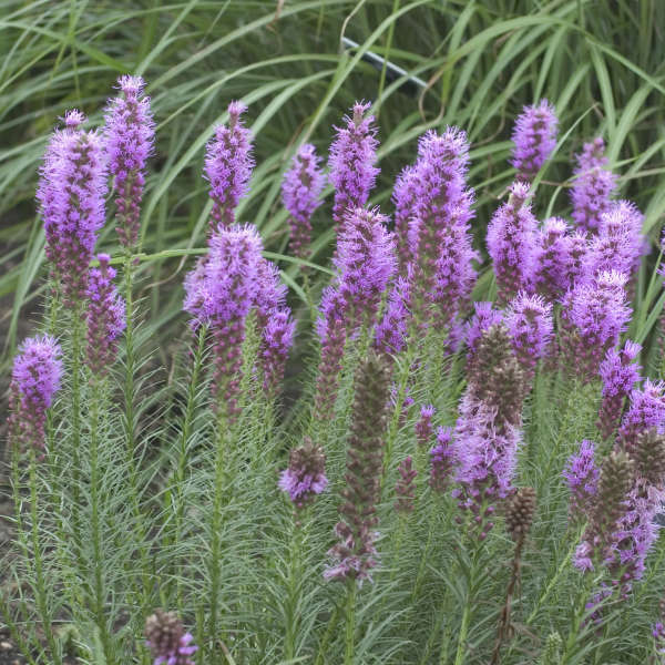 LIATRIS SPICATA FLORISTAN VIOLET VASO 18CM