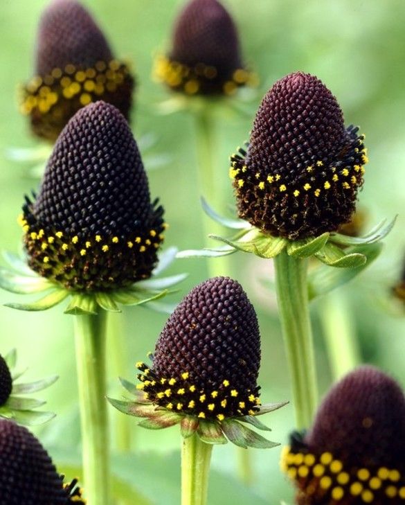RUDBECKIA OCCID.GREEN WIZZARD VASO 9CM