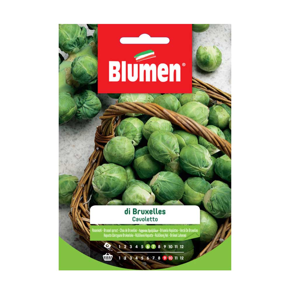 SEMI CAVOLETTO DI BRUXELLES BLUMEN