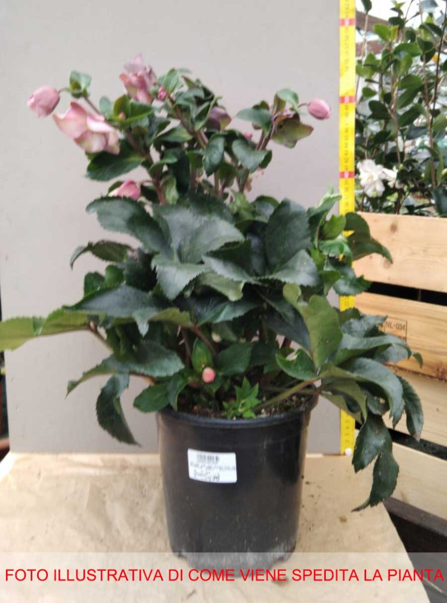 HELLEBORUS ICE N’ ROSES PINK ROSA DI NATALE VASO 15CM