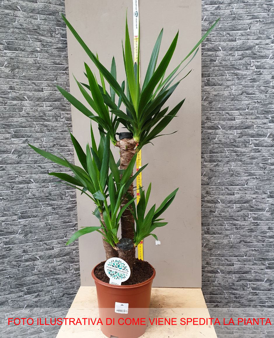 YUCCA VASO 17CM