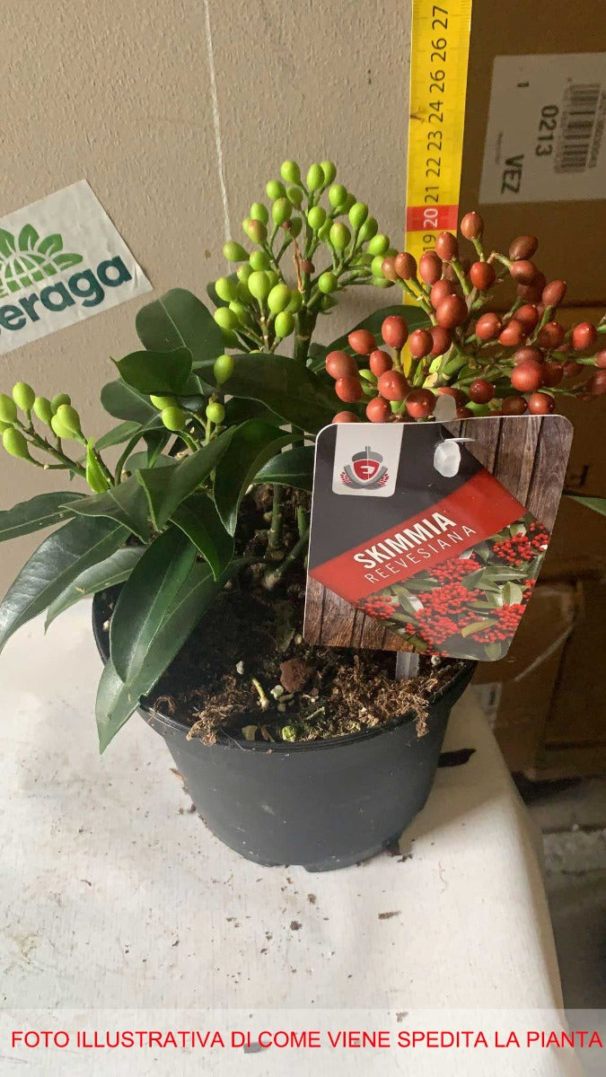 SKIMMIA JAPONICA REEVESIANA VASO 15CM