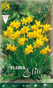 NARCISO CYCLAMINEUS TETE A TETE (CONFEZIONE DA 5 BULBI)