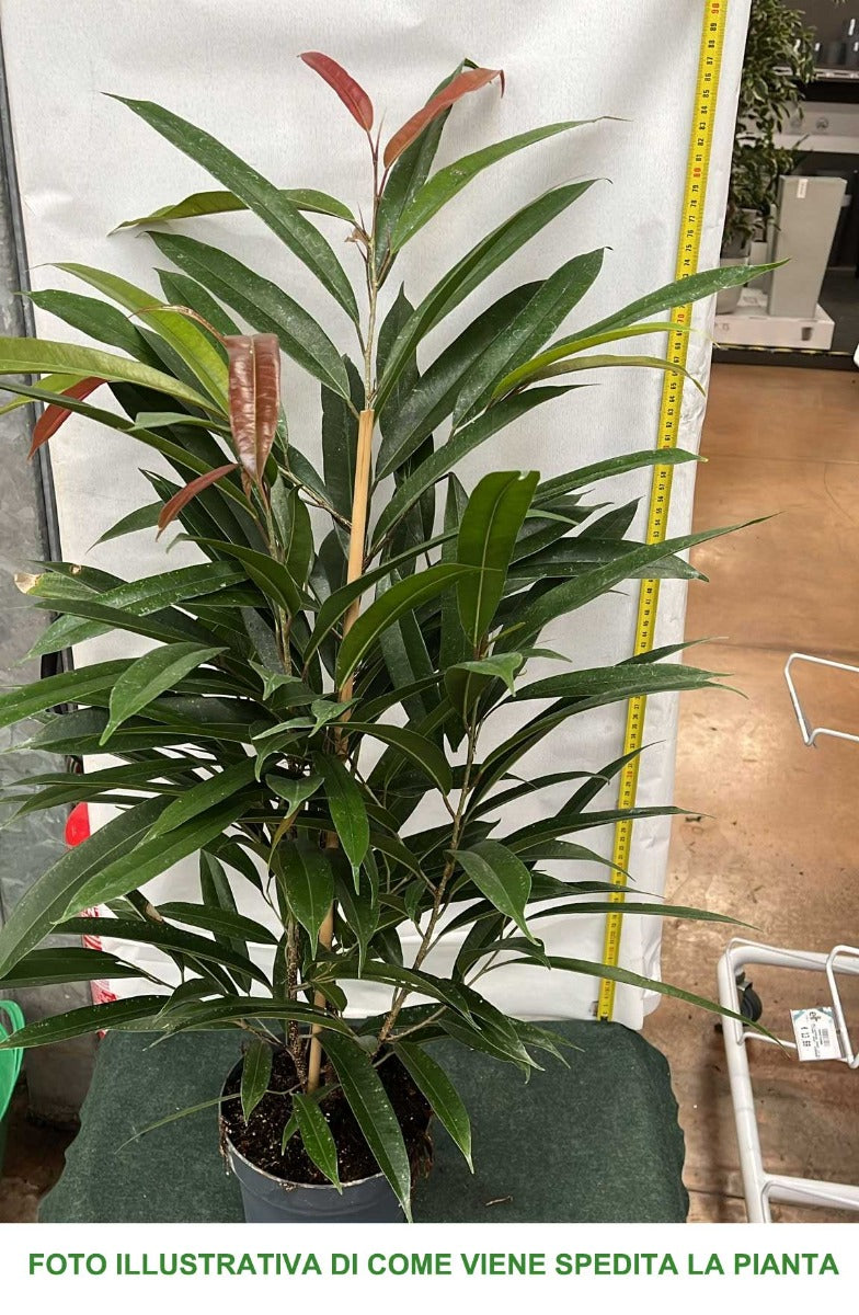 FICUS AMSTEL KING VASO 17CM