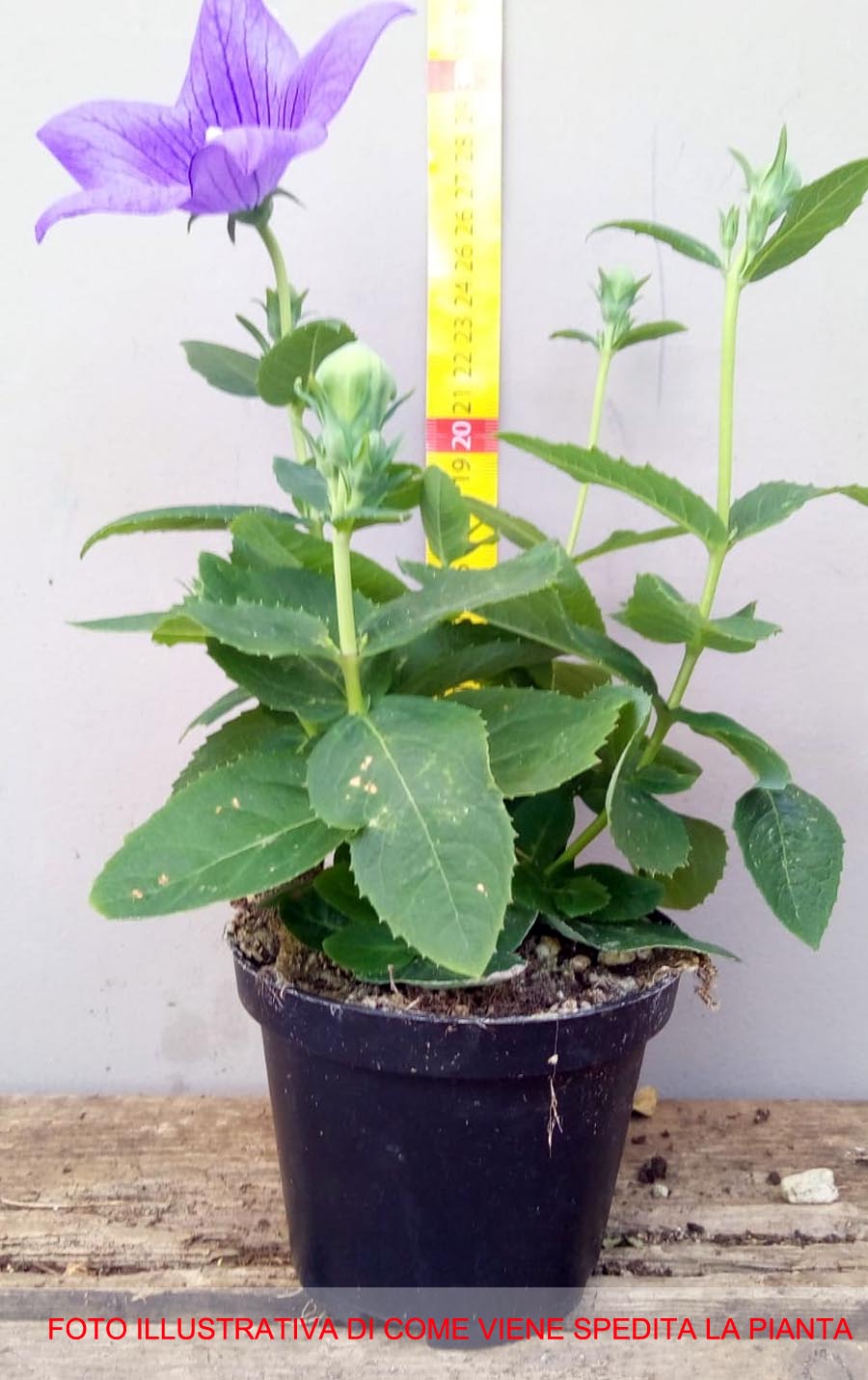 PLATYCODON CAMPANULA VASO 10CM