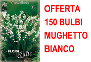 OFFERTA 150 BULBI MUGHETTO BIANCO CONVALLARIA MAJALIS