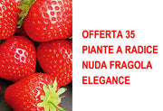 OFFERTA 35 PIANTE A RADICE NUDA FRAGOLA ELEGANCE