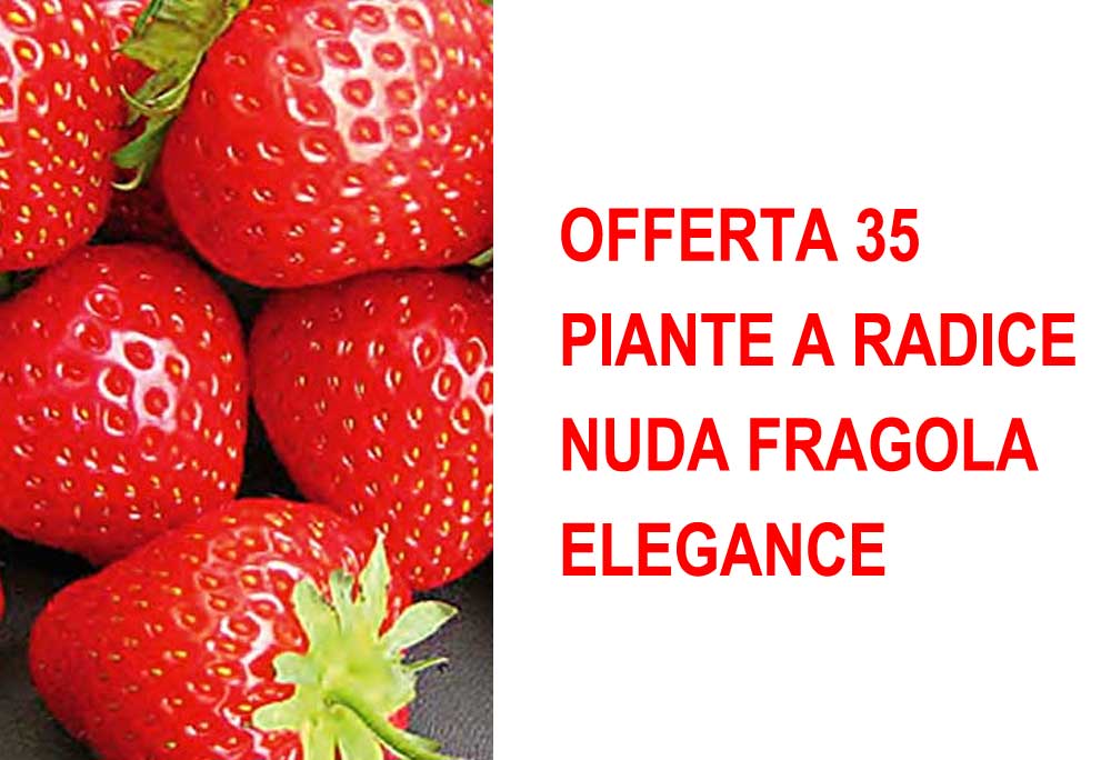 OFFERTA 35 PIANTE A RADICE NUDA FRAGOLA ELEGANCE