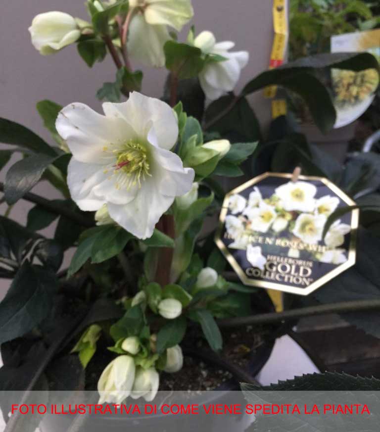 HELLEBORUS ICE N’ ROSES WHITE ROSA DI NATALE VASO 24CM