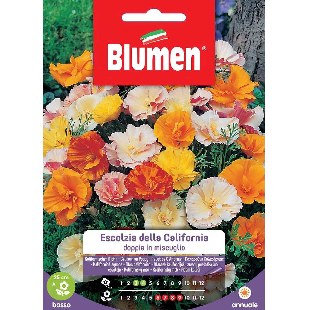 SEMI ESCOLZIA DI CALIFORNIA BLUMEN