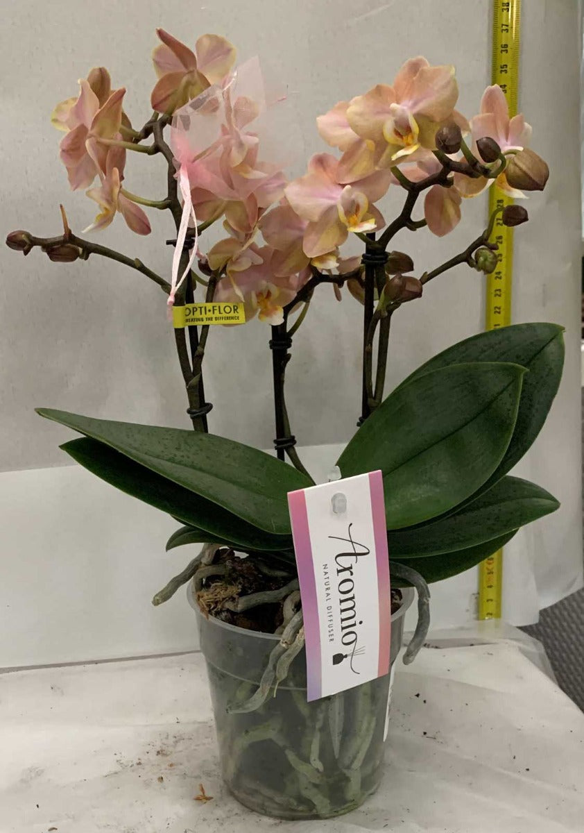ORCHIDEA PHALAENOPSIS AROMIA DIFFUSIOM PROFUMATISSIMA COLORE ASSORTITO VASO 12CM