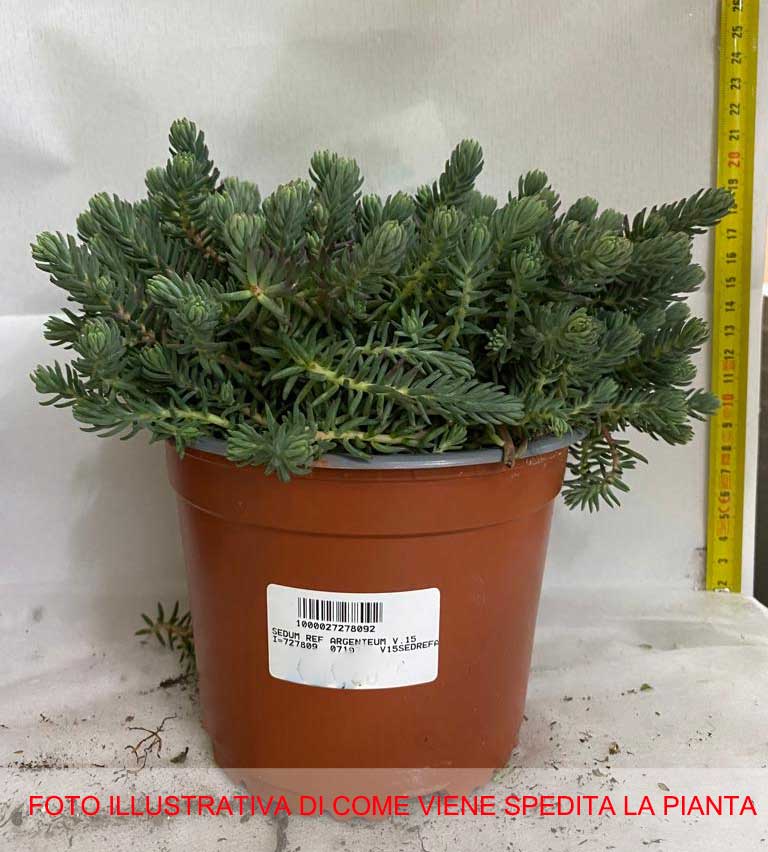 SEDUM RUPESTRE IN VASO 15CM