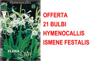 OFFERTA 21 BULBI HYMENOCALLIS ISMENE FESTALIS
