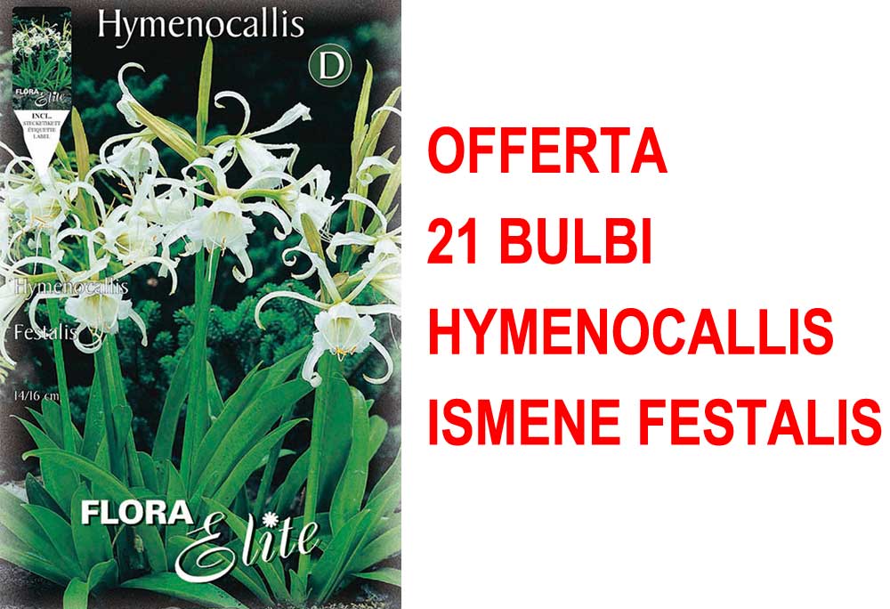 OFFERTA 21 BULBI HYMENOCALLIS ISMENE FESTALIS