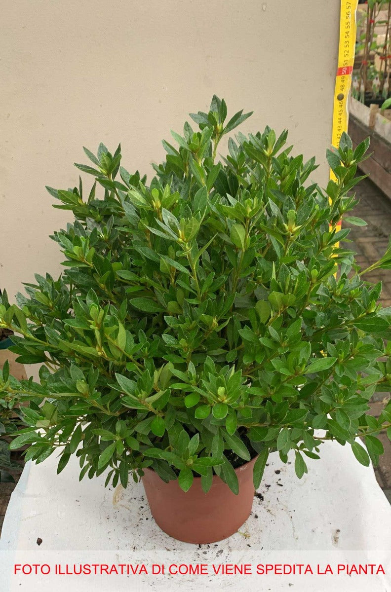AZALEA JAPONICA RUSTICA MEME VASO 18CM