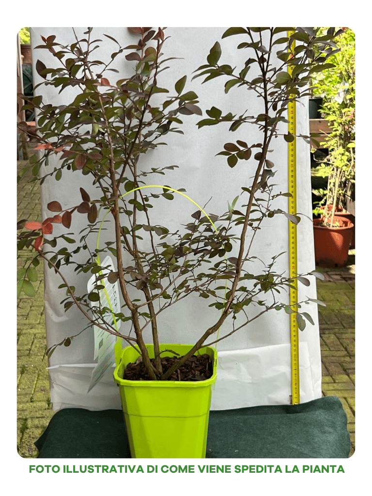 LAGERSTROEMIA INDICA GOURMET CHOCO PINK VASO 19CM