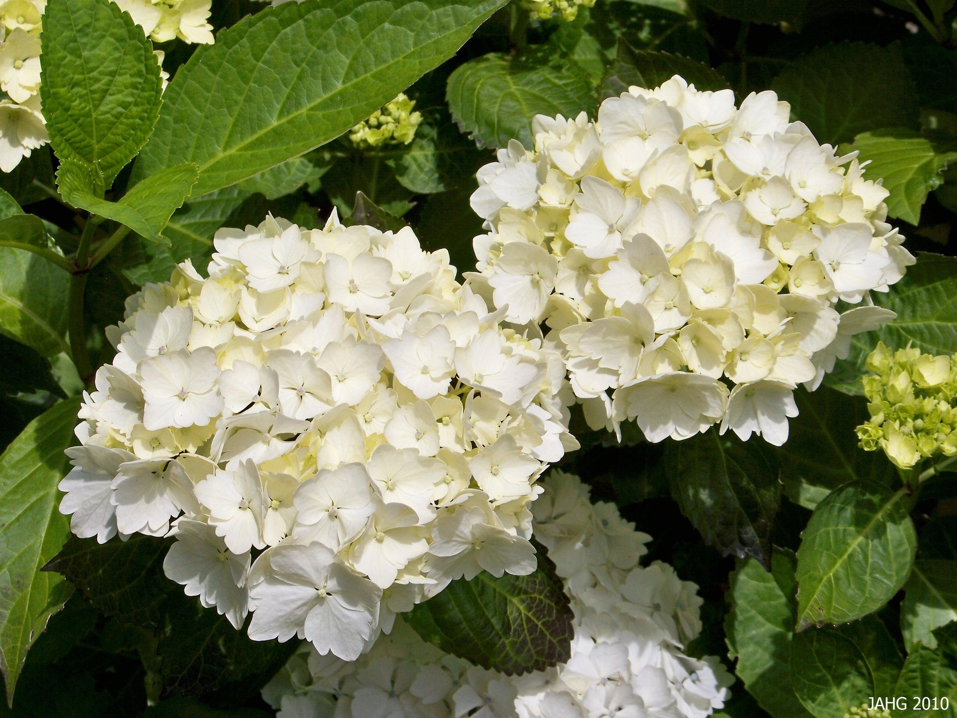 HYDRANGEA MACROPHYLLA ORTENSIA NANA LITTLE XS BIANCA VASO 17CM
