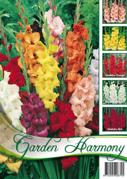 GLADIOLI A FIORI GRANDI IN MIX DI COLORI (CONFEZIONE DA 50 BULBI)