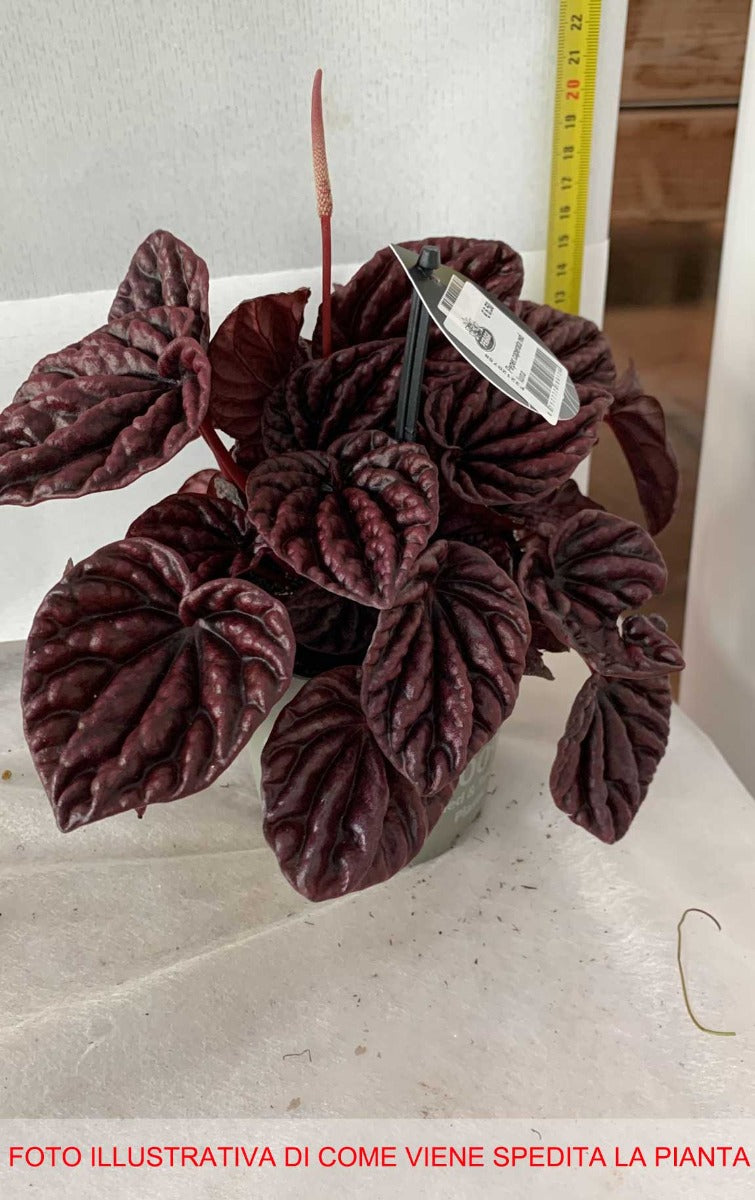 PEPEROMIA CAPERATA LUNA RED VASO 11CM