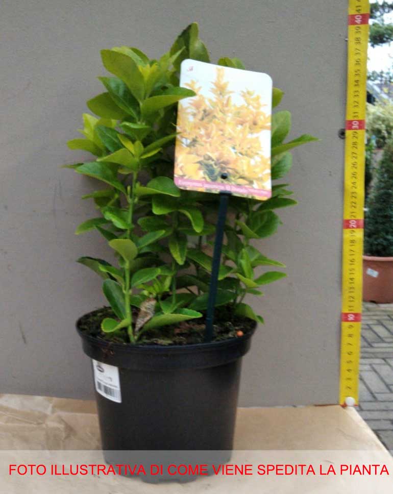 EUONYMUS JAPONICUS ELDORADO VASO 17CM