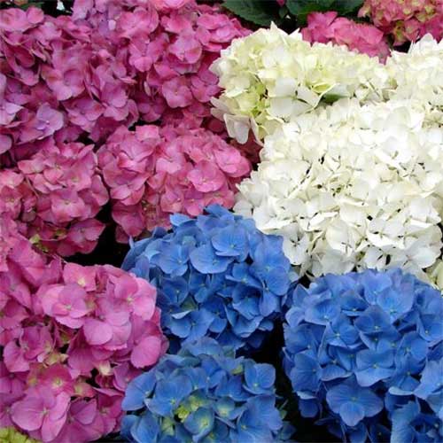 ORTENSIA HYDRANGEA MACROPHYLLA COLORI ASSORTITI VASO 22CM