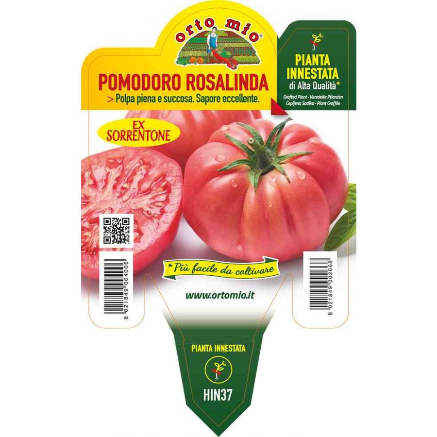 PIANTA DI POMODORO ROSA DI SORRENTO INNESTATO IN VASO Ø14CM