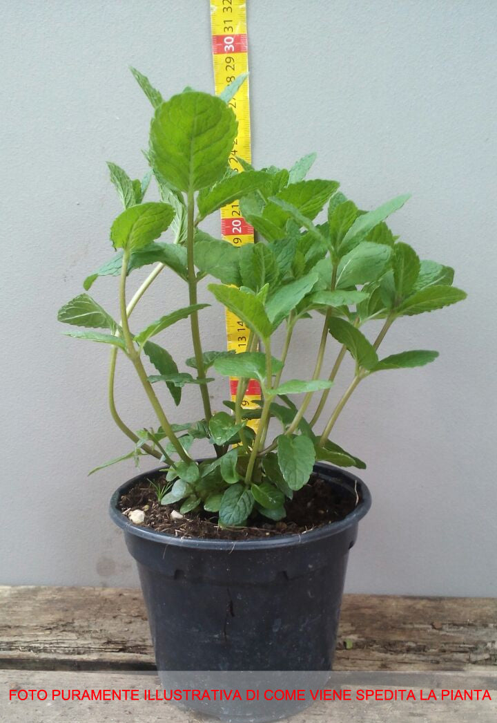 MENTA MOJITO HIERBA BUENA (MENTHA MOJITO) IN VASO 14CM