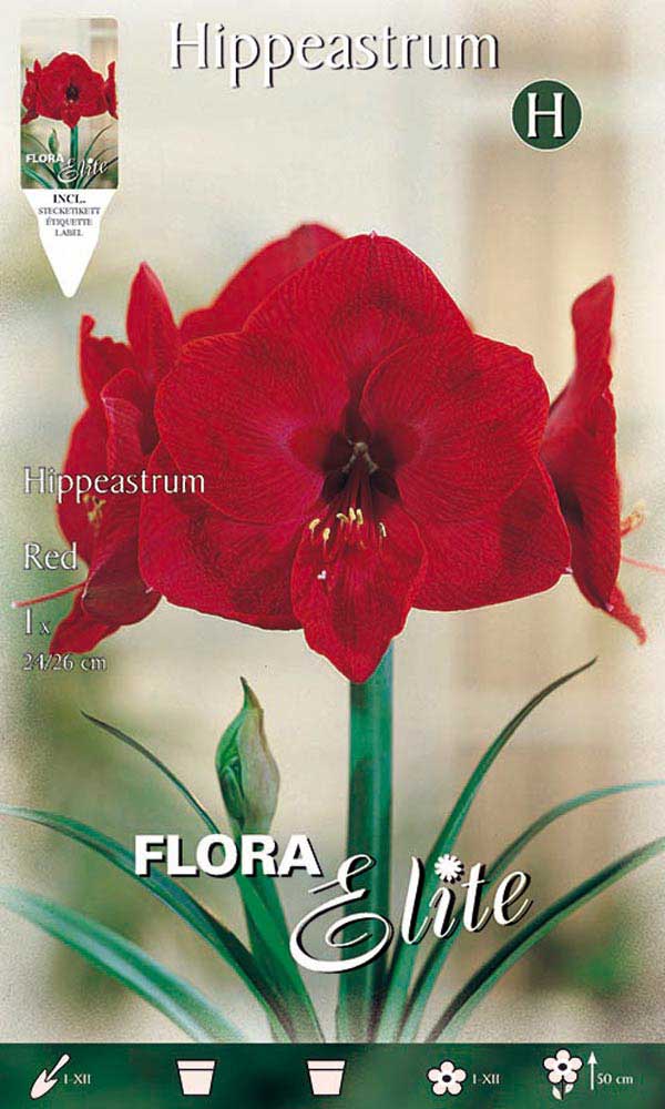 AMARYLLIS ROSSO (CONFEZIONE DA 1 BULBO)