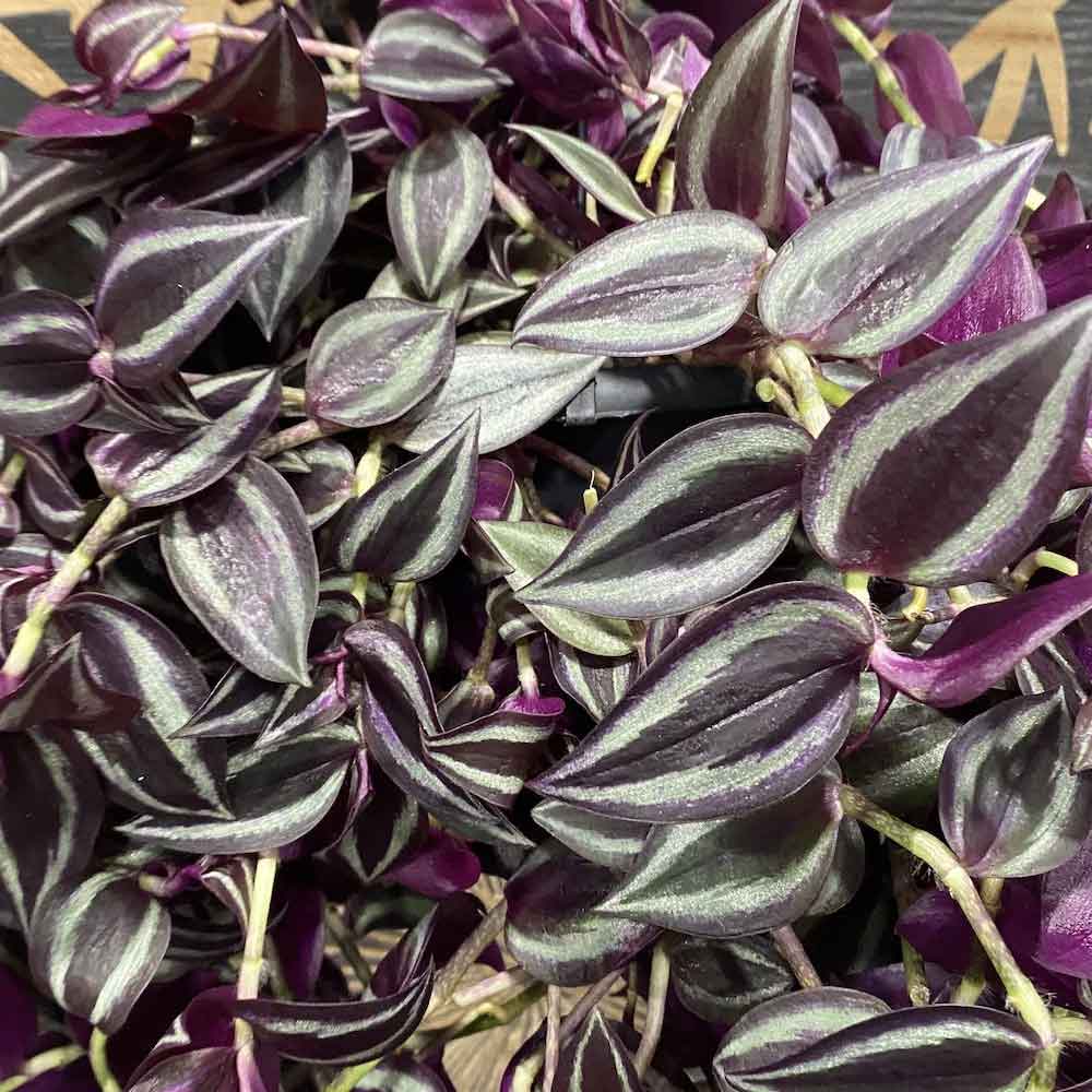 TRADESCANTIA JEWEL RED VASO 17CM