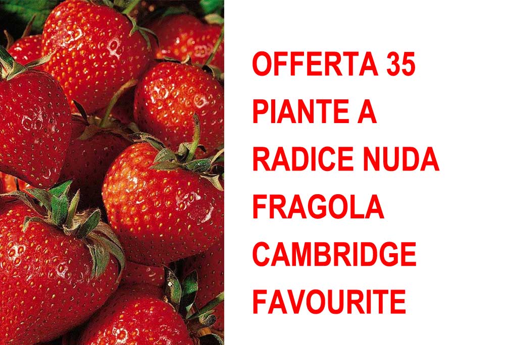 OFFERTA 35 PIANTE A RADICE NUDA FRAGOLA CAMBRIDGE FAVOURITE