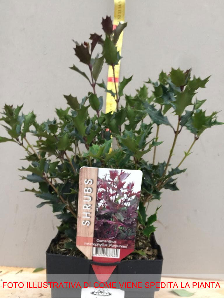 OSMANTHUS .PURPUREUS IN VASO 17CM