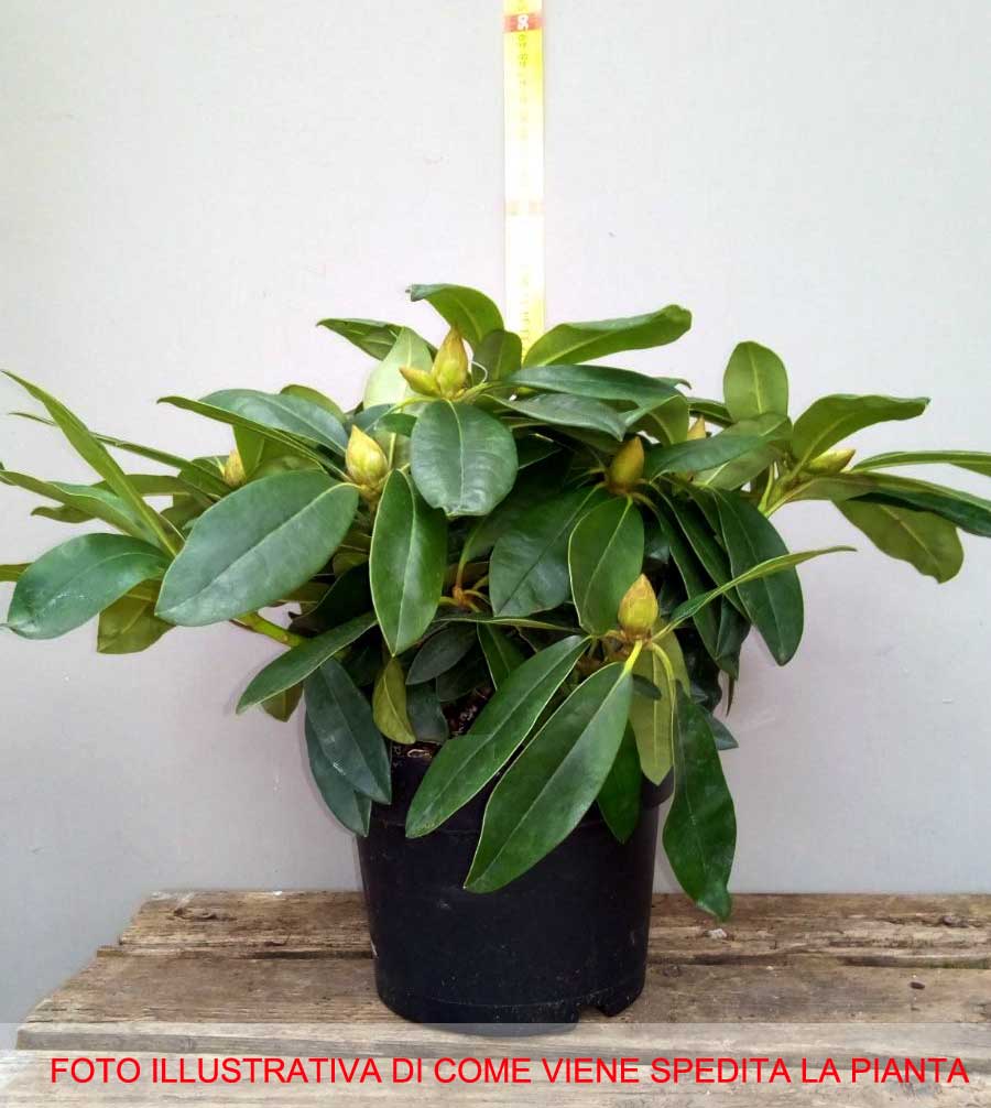 RODODENDRO GERMANIA ROSA IN VASO 17CM