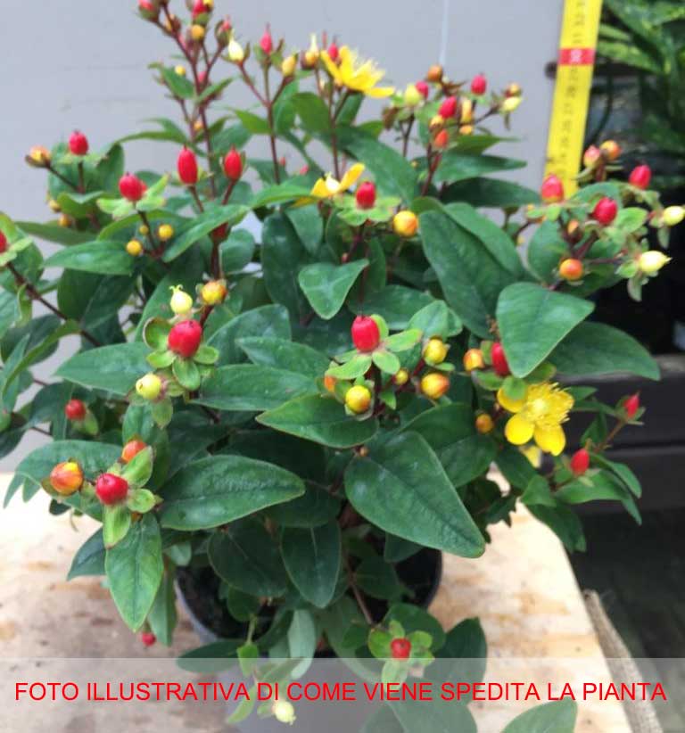 HYPERICUM IPERICO ROSSO E GIALLO IN VASO 13CM