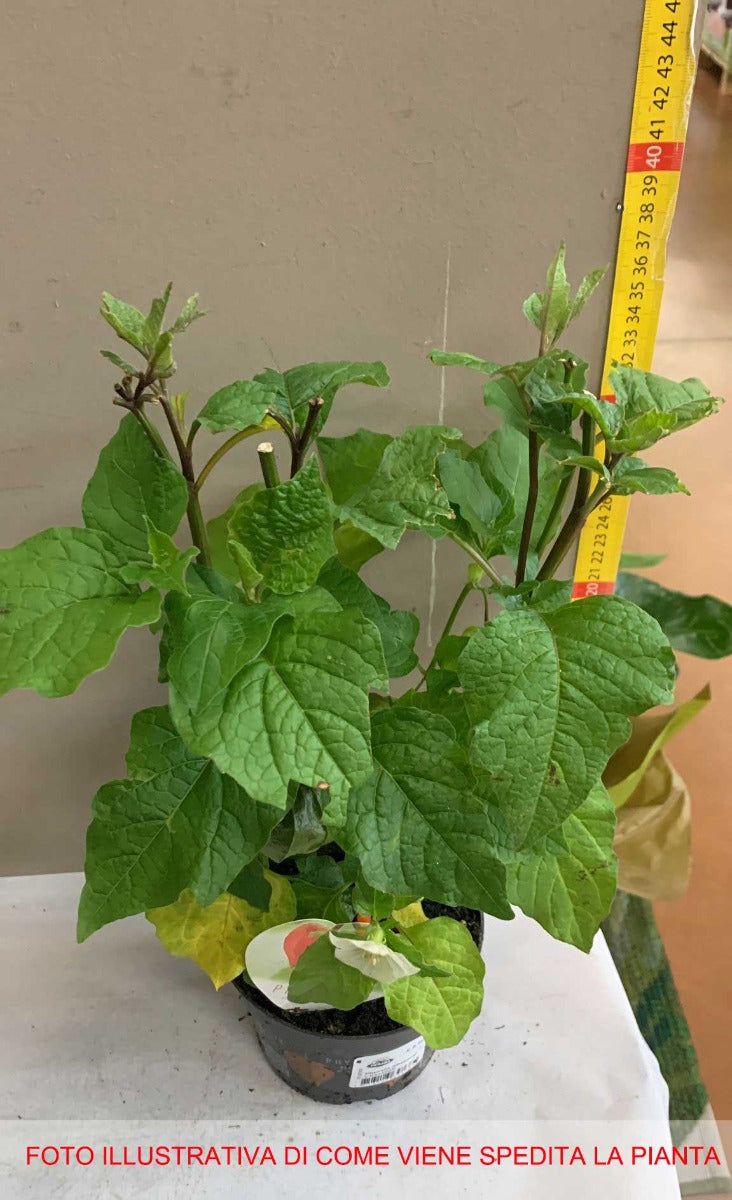 PHYSALIS ALKEKENGI CHINESE LANTERN VASO 13CM