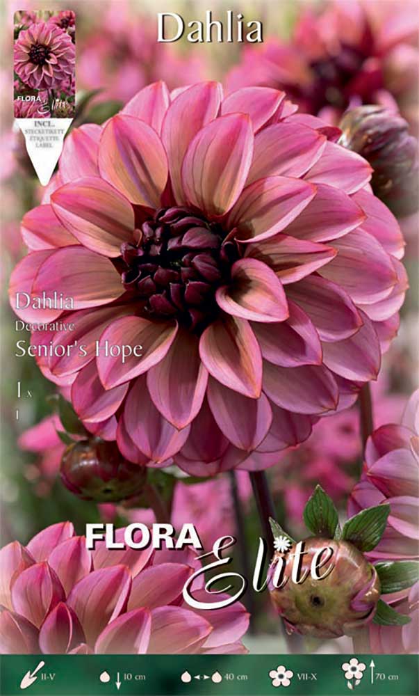 DAHLIA DECORATIVE SENIOR'S HOPE (CONFEZIONE DA 1 BULBO)