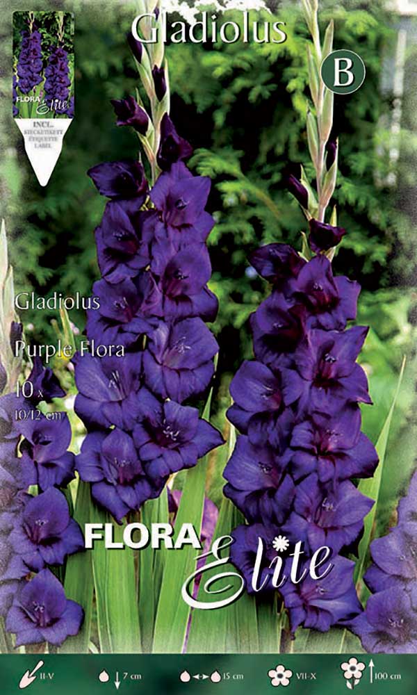 OFFERTA 30 BULBI GLADIOLI A FIORI GRANDI PURPLE FLORA