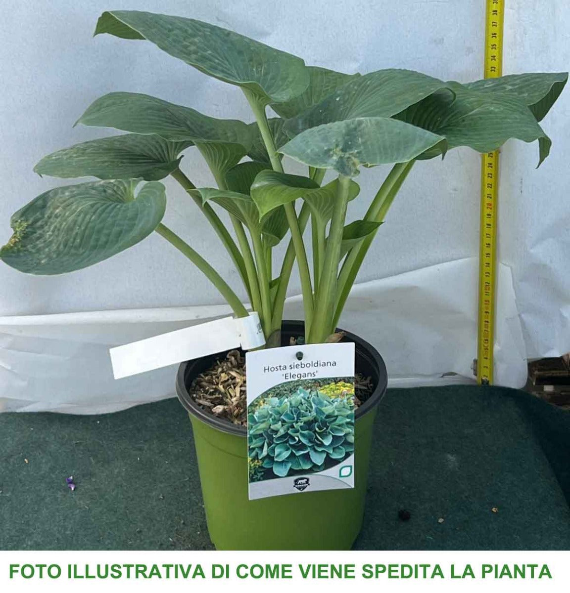 HOSTA ELEGANS IN VASO 17CM