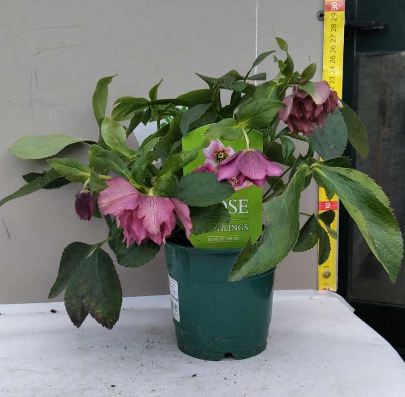 HELLEBORUS ORIENTALIS ROSE OF SPRING ROSA DI NATALE VASO 12CM