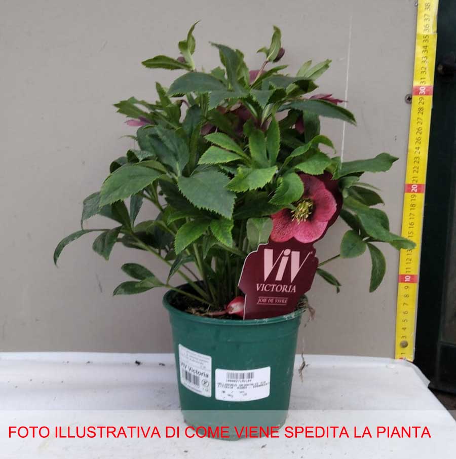HELLEBORUS VICTORIA ROSA DI NATALE VASO 14CM